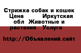 Стрижка собак и кошек › Цена ­ 500 - Иркутская обл. Животные и растения » Услуги   